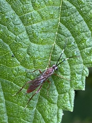 Pachysomoides fulvus