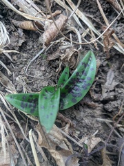 Orchis provincialis