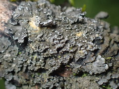 Fuscopannaria sorediata