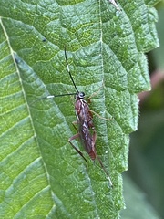 Pachysomoides fulvus