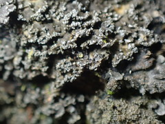 Fuscopannaria sorediata