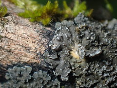 Fuscopannaria sorediata