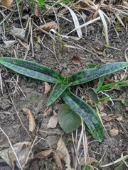 Orchis provincialis