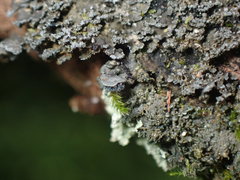 Fuscopannaria sorediata