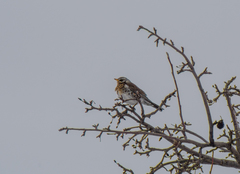 Turdus pilaris