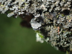 Fuscopannaria sorediata