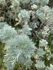 Artemisia arborescens