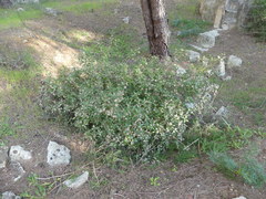 Phyllonorycter belotella