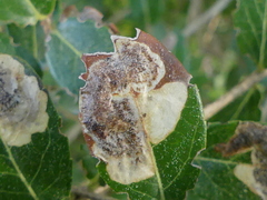 Phyllonorycter belotella