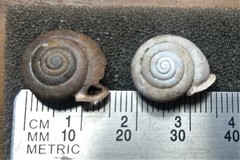 Triodopsis tennesseensis