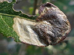 Phyllonorycter belotella