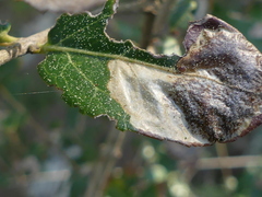 Phyllonorycter belotella