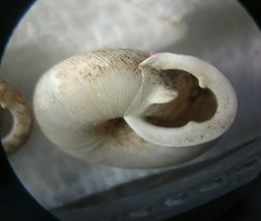 Triodopsis tennesseensis