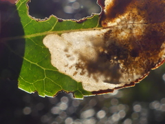 Phyllonorycter belotella