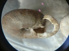 Triodopsis tennesseensis