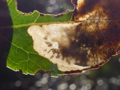 Phyllonorycter belotella