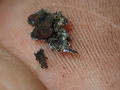 Fuscopannaria sorediata