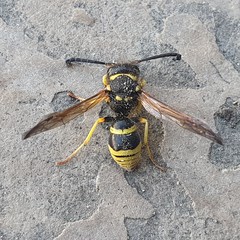 Odynerus consobrinus