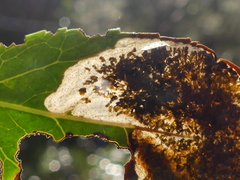 Phyllonorycter belotella