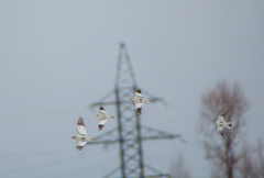 Plectrophenax nivalis