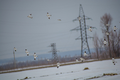 Plectrophenax nivalis