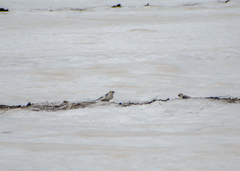 Plectrophenax nivalis