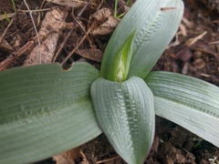 Orchis purpurea