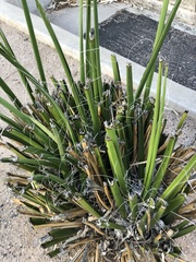 Hesperaloe funifera