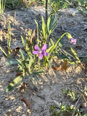 Viola septemloba