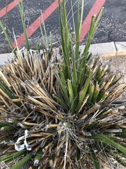 Hesperaloe funifera