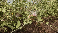 Capparis tomentosa