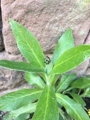 Centaurea montana