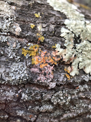 Laetisaria lichenicola