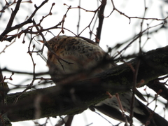 Turdus pilaris