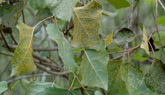 Melampsora occidentalis