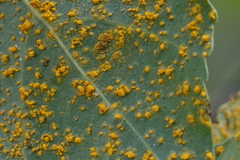 Melampsora occidentalis