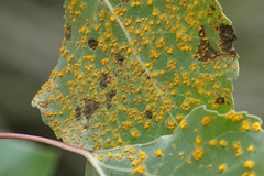 Melampsora occidentalis