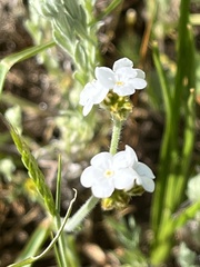 Plagiobothrys tenellus