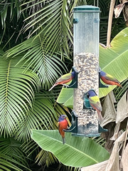 Passerina ciris ciris