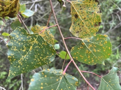 Melampsora occidentalis