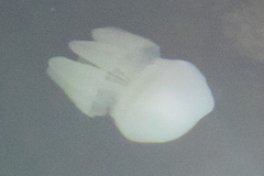 Catostylus perezi