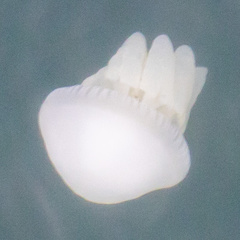 Catostylus perezi