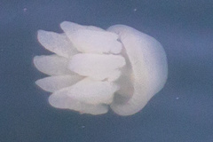 Catostylus perezi