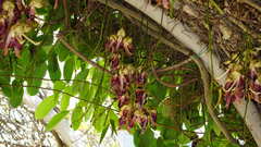 Mucuna macrocarpa