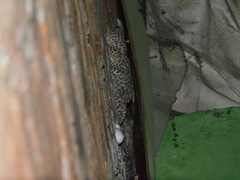 Gekko gecko