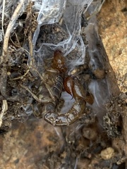 Superstitionia donensis