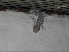 Gekko gecko