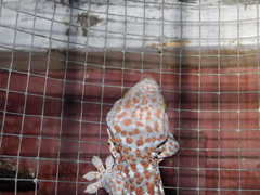 Gekko gecko