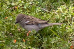 Passer domesticus
