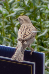Passer domesticus